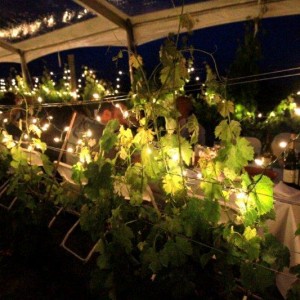 lighted vineyard dinner